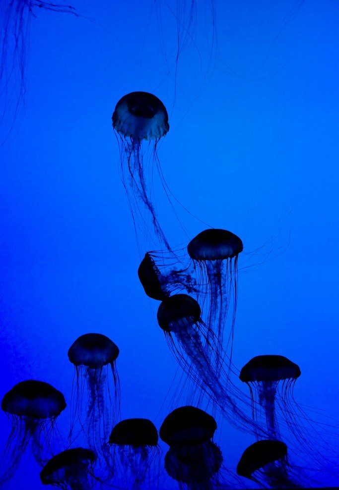 land-city:
“ New England Jellies by Owen Byrne | Flickr Boston, New England Aquarium ”