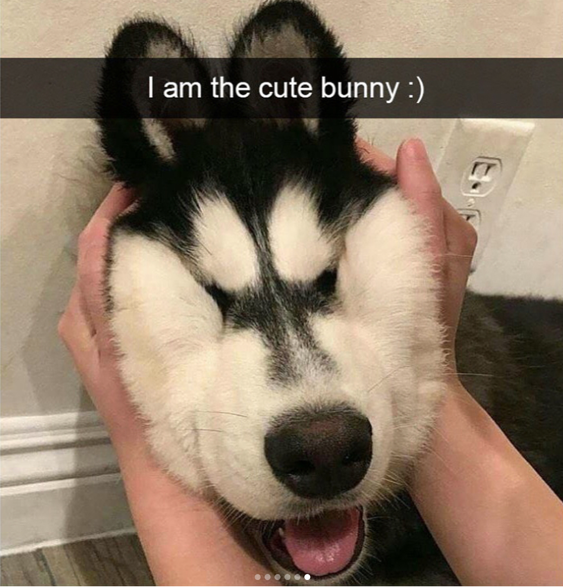 babyanimalgifs: Animal snaps x3 &lt;3
