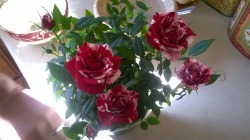 A Miniature Rose I Couldn&Amp;Rsquo;T Resist Buying Because They&Amp;Rsquo;Re Just