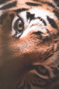 earthlycreations:  Siberian Tiger