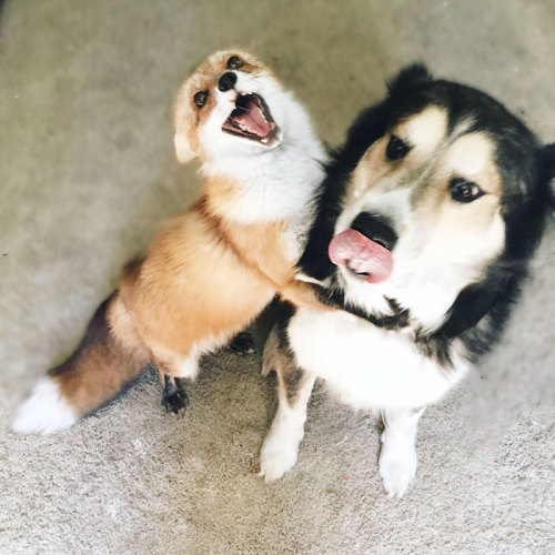 boredpanda:    Pet Fox Becomes Best Friends With A Dog     Look - it’s Breq and Seivarden!