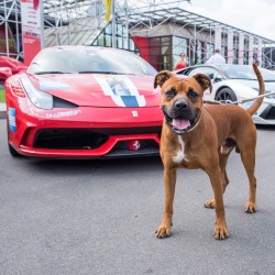 thedogist:  San, Boxer mix (2 y/o), Museo