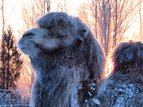 Frosty Malika #camel #bactriancamel #tallinnzoo #tallinnaloomaaed #animals #winter #loomad #animalsi