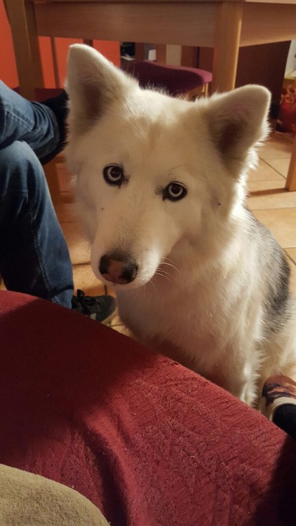 siberian husky