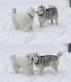 skookumthesamoyed:Hallo fellow snowdog froiend wanna smoosh faces together?Cute &lt;3