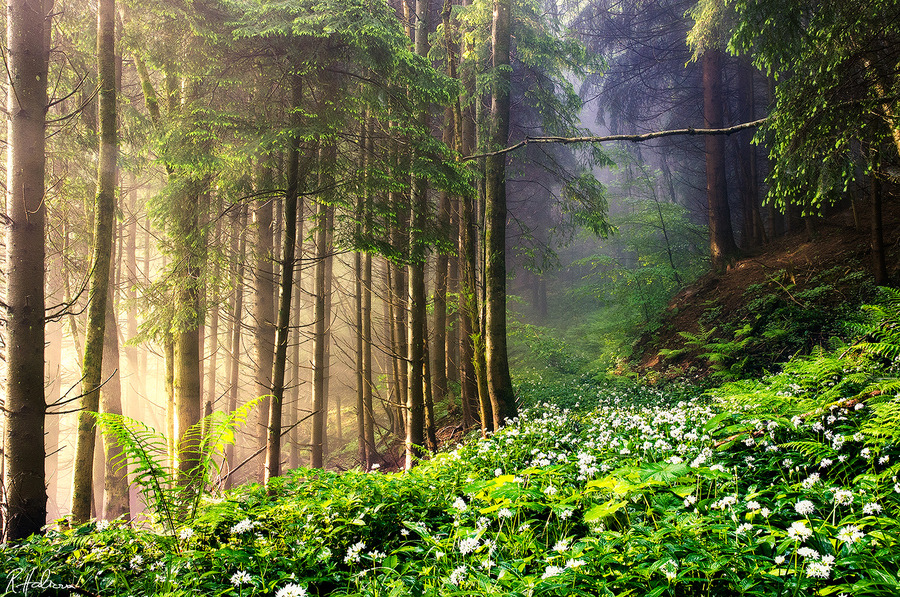 woodendreams:  (by Robin Halioua)