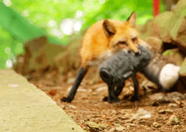 puddlejmping:vulcans-angels-heroes:A fox stealing a boom mic at the Zao Fox Village in Miyagi Prefecture in Northern Japan [x]That’s not the actual mic, just the cover for it. Sure is cute though.  *drops the mic*