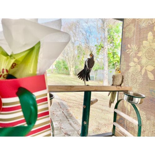 Pics from Christmas…the birds were frightened by the bag and tissue, didn’t really care about