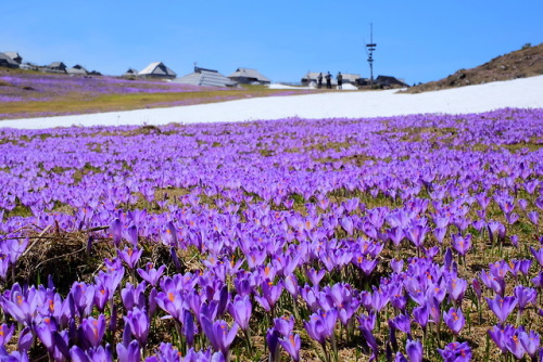 traveltoslovenia:VELIKA PLANINA, Slovenia - When Velika Planina dresses in purple. More amazingly be