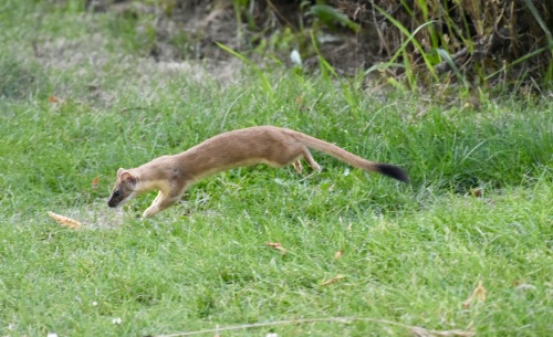 I’ve had a few ‘almost’ experiences with weasels, but I’ve never had a chance to get a good photo. T