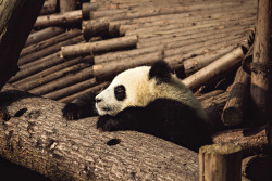 giantpandaphotos:  © Graham Openshaw.