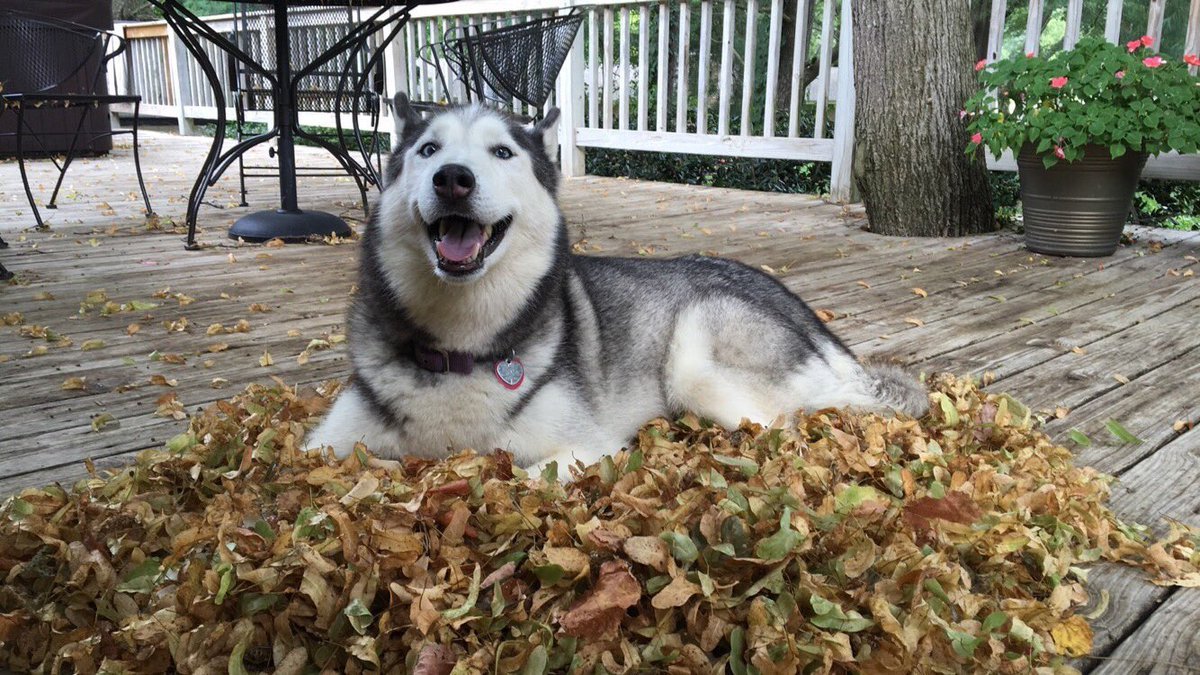 animalrates:  more animals rated herevia @ericka