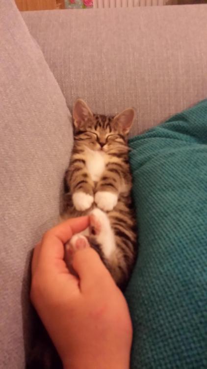 awwww-cute:Bella likes having her feet stroked (Source: http://ift.tt/1LsaD2A)