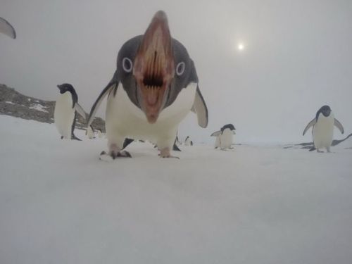 soras-majestic-butt:nOooT nOOttOH MY GOOD ARE THOSE TEETHPINGU NO