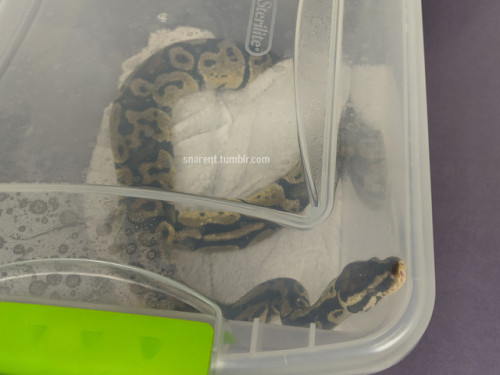 “whyyyyyyyy”Mortimer does not enjoy the Travel Tub.