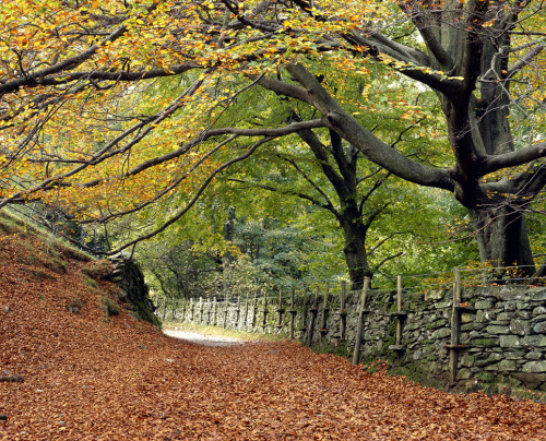 pagewoman:  Cumbrian woods in Autumn by  Phil Malpas