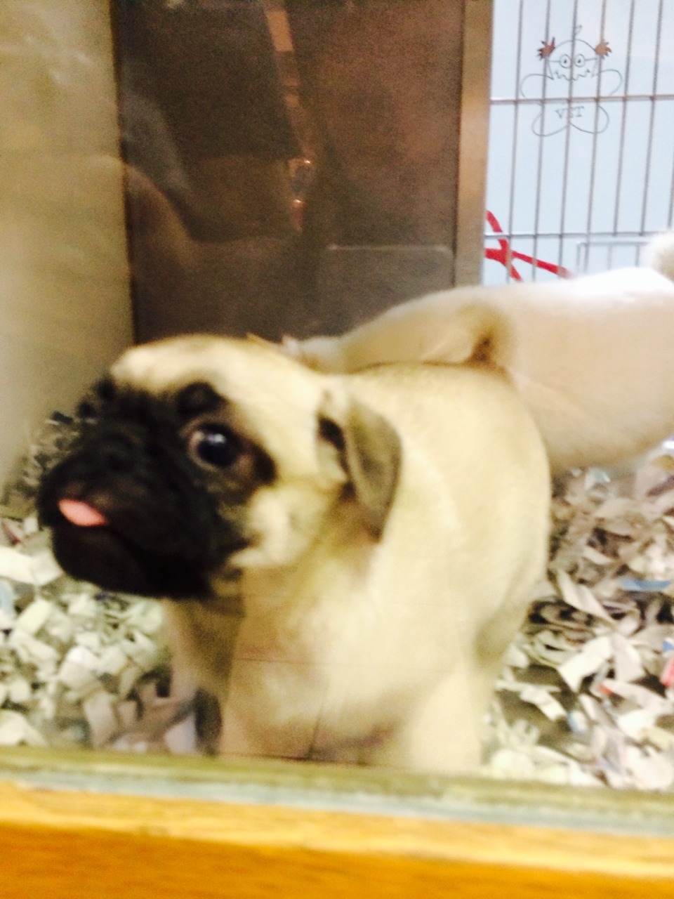 rats-oncrackattack:  I found a baby pug at the pet store, she was everything I imagined