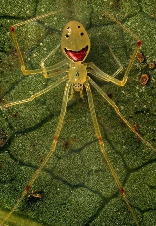 HAPPY FACE SPIDER (Theridion grallator) 