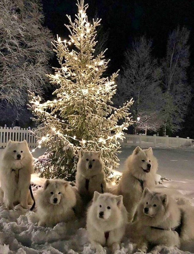 This is floof Christmas