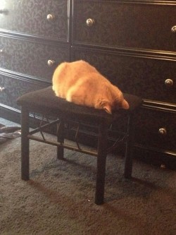 awwww-cute:  Just my cat giving up being