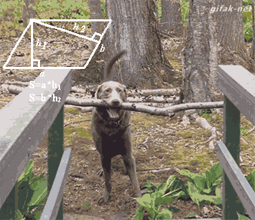 Dank Doggos