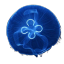 sea-dwelling-wizard