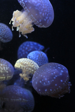 anvtolia:  oceanographic:  Jellyfish (by kuronyanco)  x