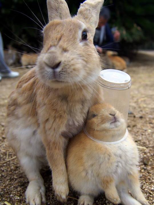 phoenix-fires:  DAMN IT BUNBUN! ravey—seals