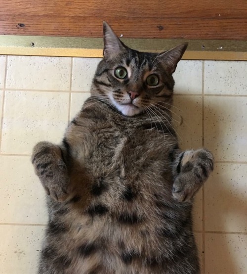 alyjack80:My boyfriend made my cat into a meme. The first picture is the original I took Holy shit t
