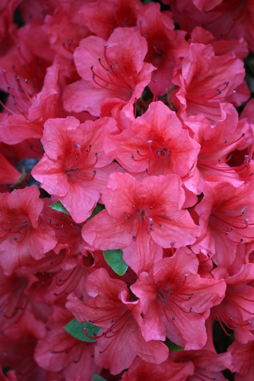 Azalea