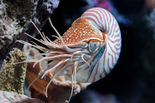 montereybayaquarium:Octopuses have eight arms, squids and cuttlefish have eight arms and two tentacl