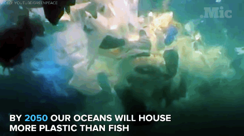the-sea-lovers:  HELP US TO SAVE OCEAN &amp; MARINE ANIMALS  🌊🐋The role