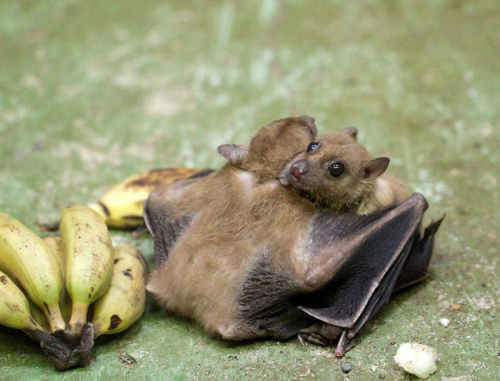 ragazzzo: bat thanks friend for bringing him bananas