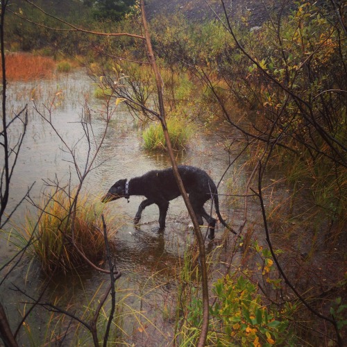 nw-intp:Mt. St. Helens’ Swamp Beast