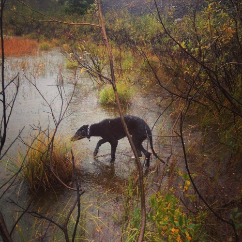 nw-intp: Mt. St. Helens’ Swamp Beast