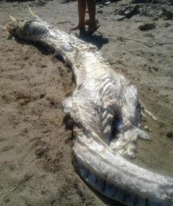 stonedpervert:   nativeamericannews: Mysterious ‘Horned’ Sea Monster Washes Ashore in Spain; Officials Baffled When a beachgoer stumbled upon the 13-foot long sea creature on Luis Siret Beach in Villaricos, Spain she immediately snapped some pictures