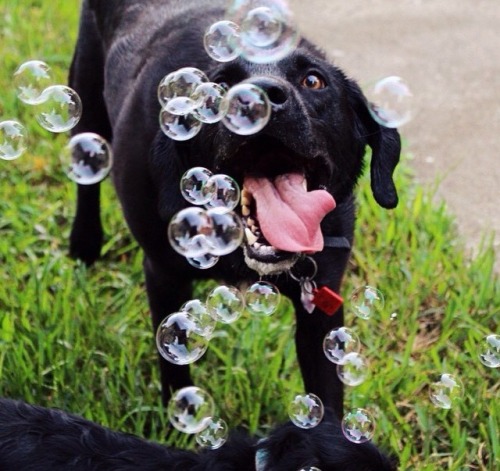 Porn handsomedogs:  Milo’s first time with bubbles.. photos