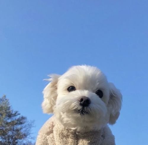 my-aesthetic-vibes: My dogs are ready for the Olympics in Japan