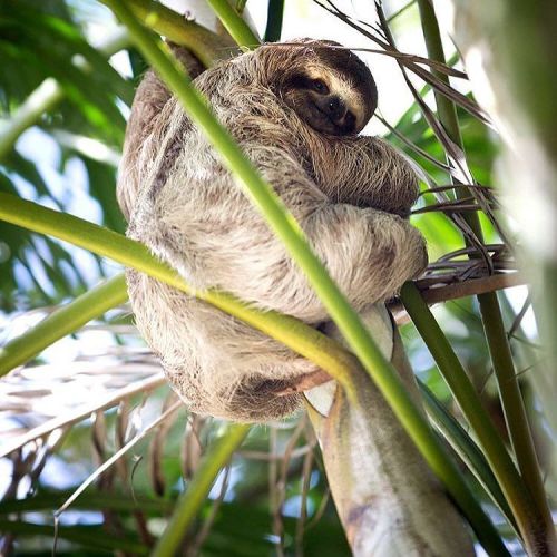costaricaexperts: Yes, we see you. We know you’re adorable. The beloved Costa Rica #sloth via @brian