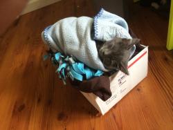 awwww-cute:  My 7 year old made a Kitten