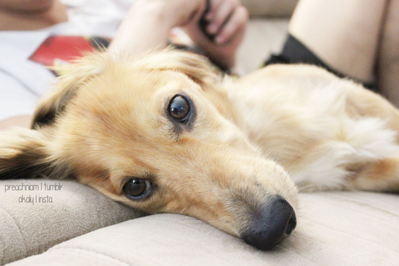 preachniam:  sebastian is such a little model :D please don’t post elsewhere without