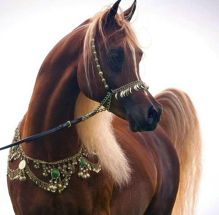 RAWAN