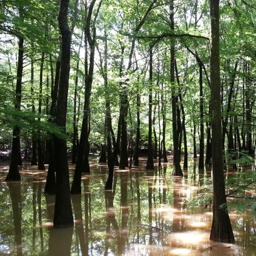 The #beauty Of God's Creation. Hard To Believe That You're Still In The Middle Of #Jackson #Mississippi