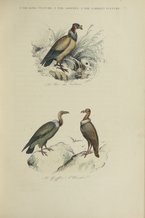 cincylibrary:Selections from The book of birds, 1841.
