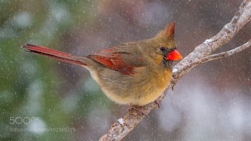 Cardinal in Snow Storm by phoag