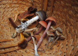 fungusqueen:Mushrooms in a basket (see how