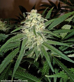 trichome-world:  Cannabis plant under 400W HPS Enter on Trichome World to see the cannabis from “other” optical… ;) All PICS 100% original work…  