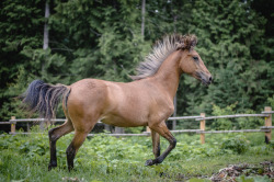 instinct-photography:  My baby is starting to look grown up! Gitana at 11 months, ¾ Paso Fino ¼ Andalusian filly.