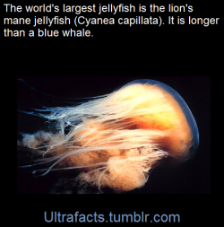 ultrafacts:  It can grow up to 120 feet long.(Fact