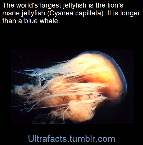 ultrafacts:  It can grow up to 120 feet long.(Fact Source)Click HERE for more Ultrafacts